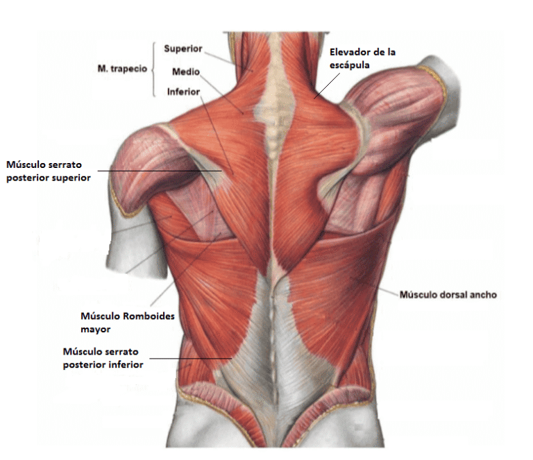 músculos de la espalda